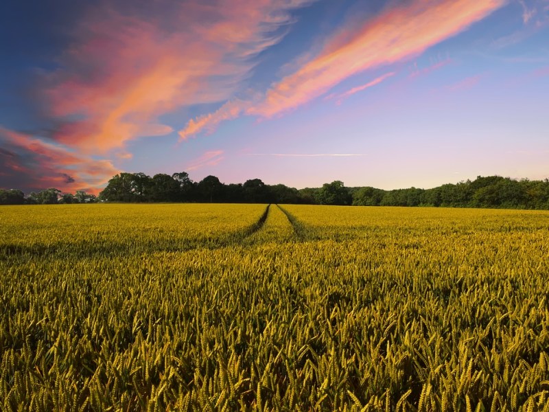 What Did Operation Ark Tell Us About Our Attitude to&nbsp;Animals?